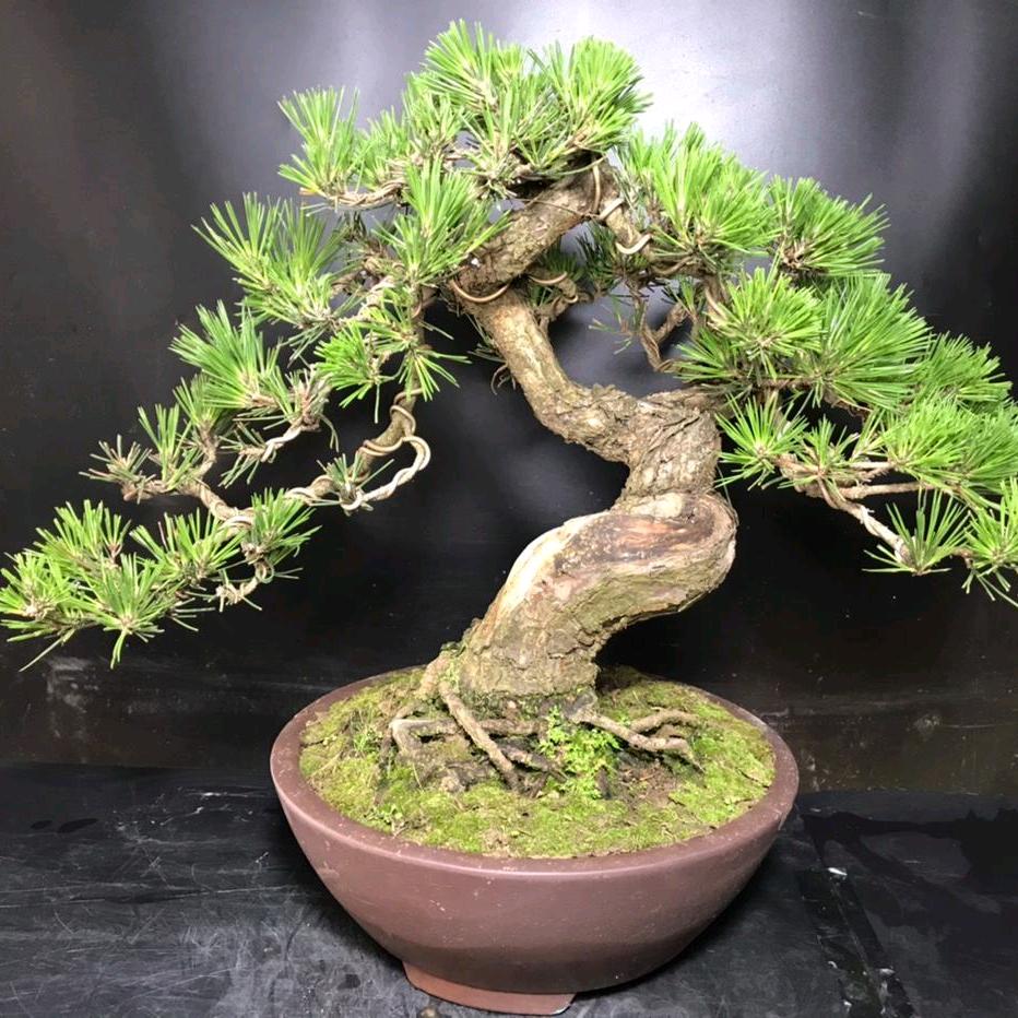 马陵山盆景园