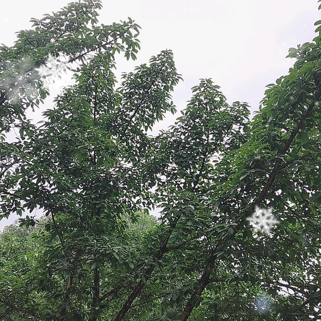 🍎🍎🍎🍊🍊🍊雨