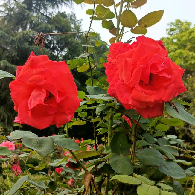 极点