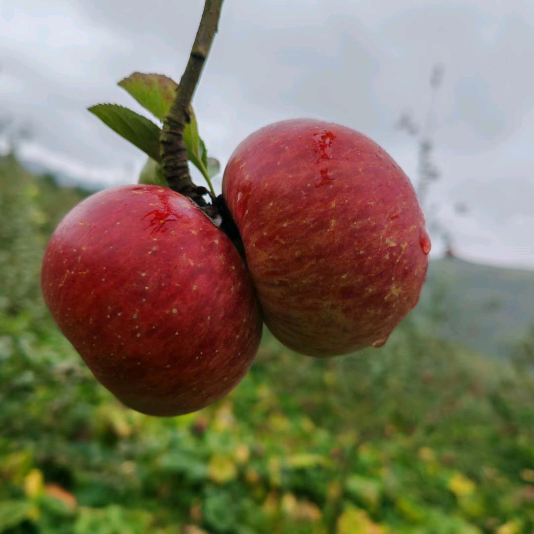 云南野苹果🍎红露一件代发