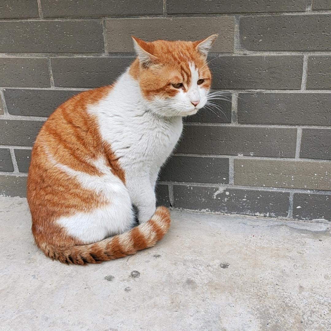云梦烛