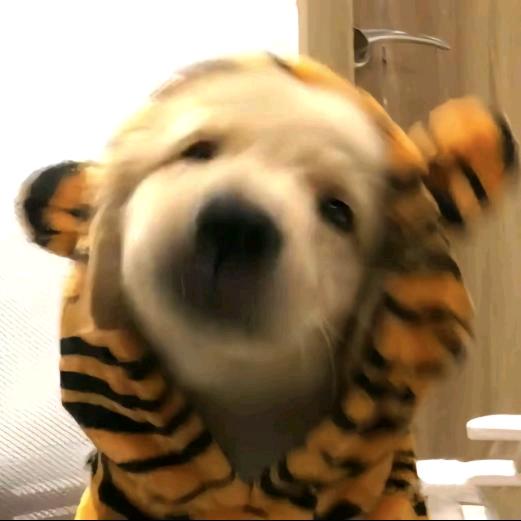 呜啦啦啦啦呜
