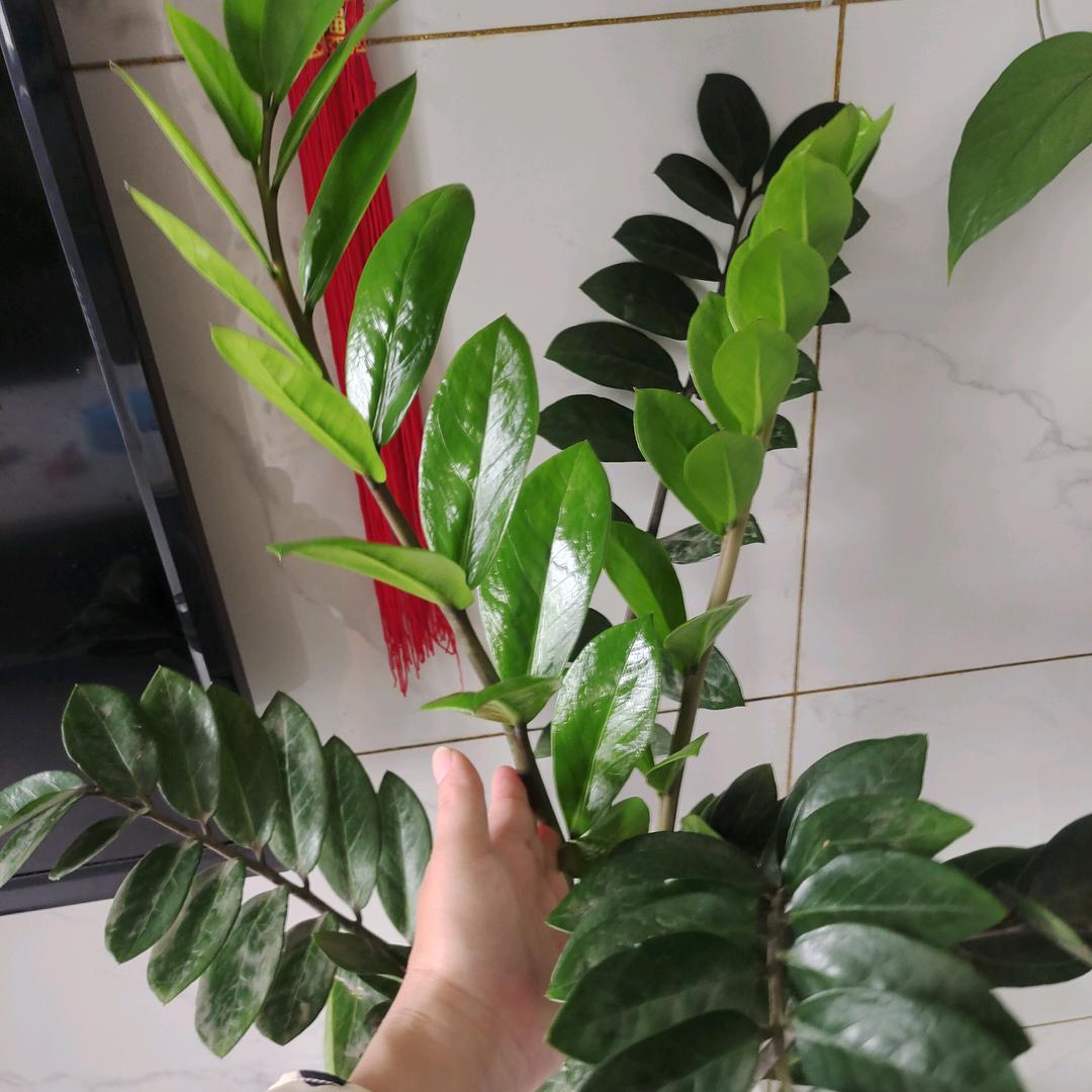 红姐