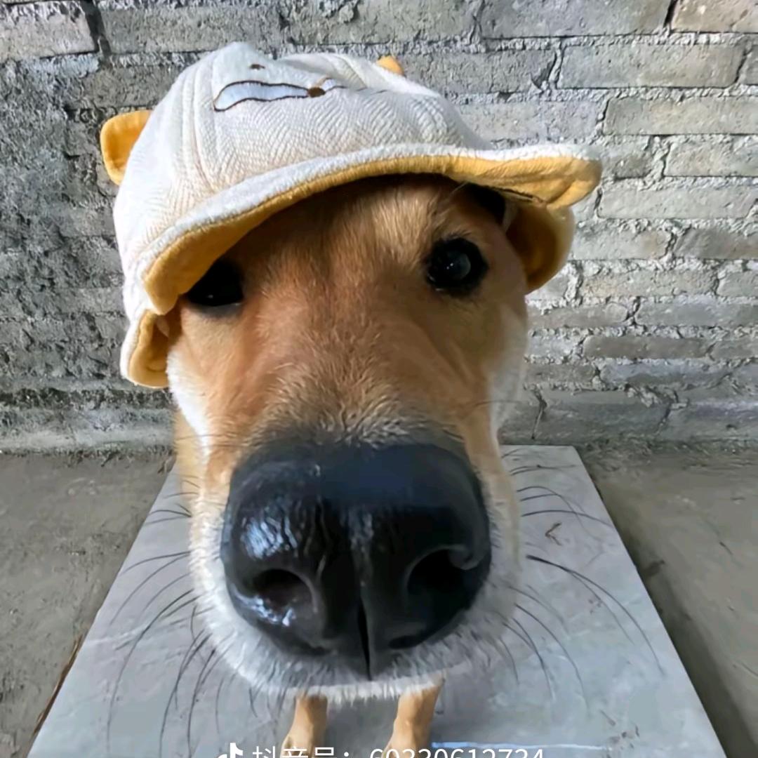 莓狸猫