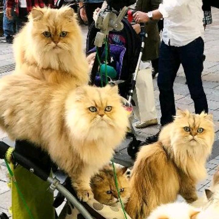缘鑫