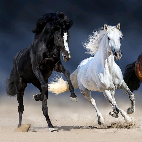 敦煌阳关骞程马术俱乐部冯总