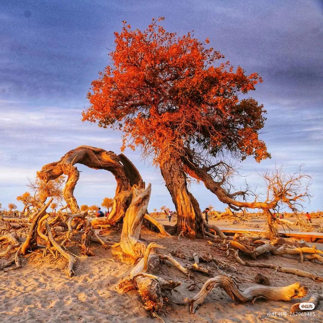 内蒙旅游推荐（额济纳）