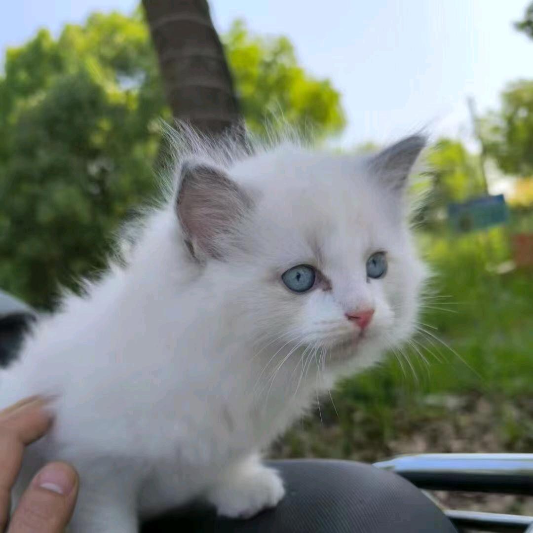 小林子