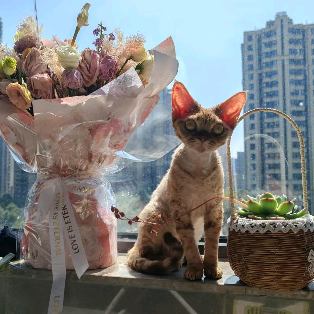 小鸟猫
