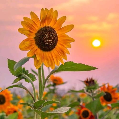 你我安好🌻