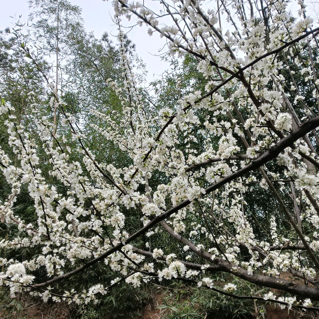 李冬梅