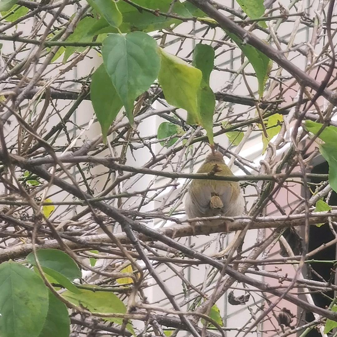 方寸台 鸟趣处