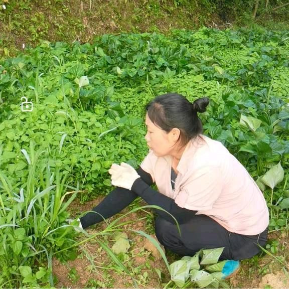 山村张姐（中午11：40）