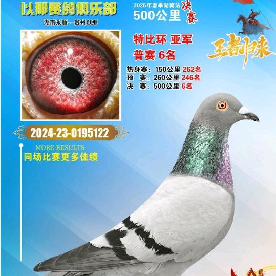 开心大哥(飞宏赛鸽中心)