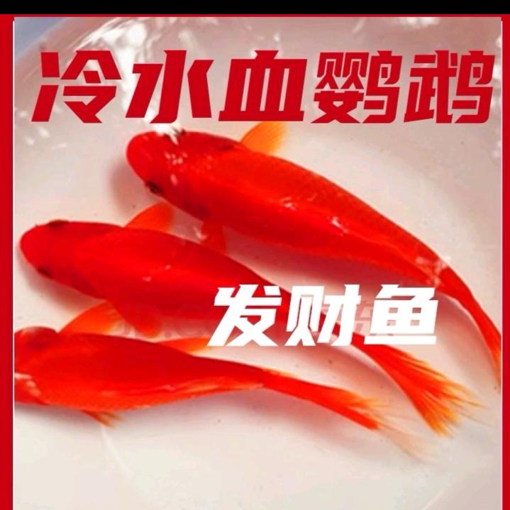 颖颖水产养殖