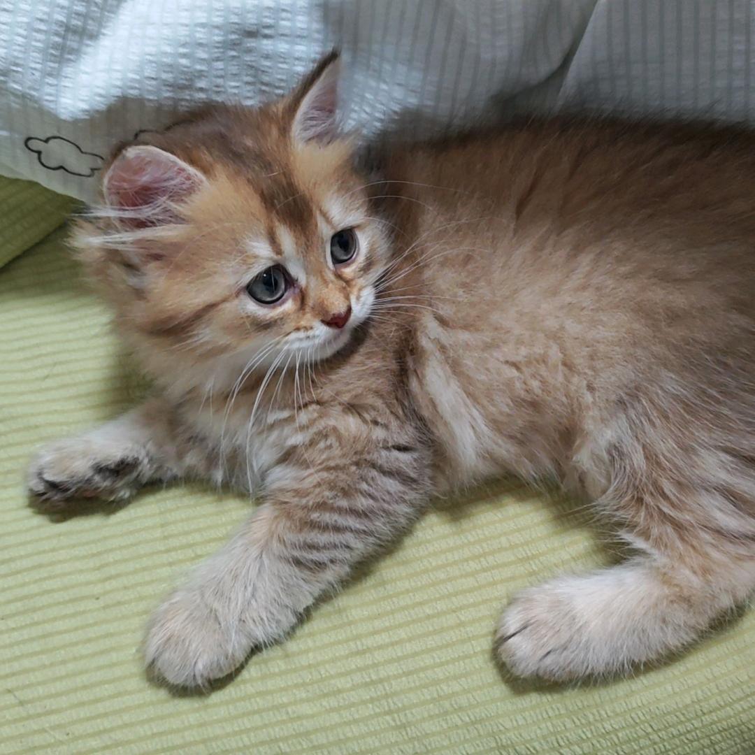 毛球是只猫