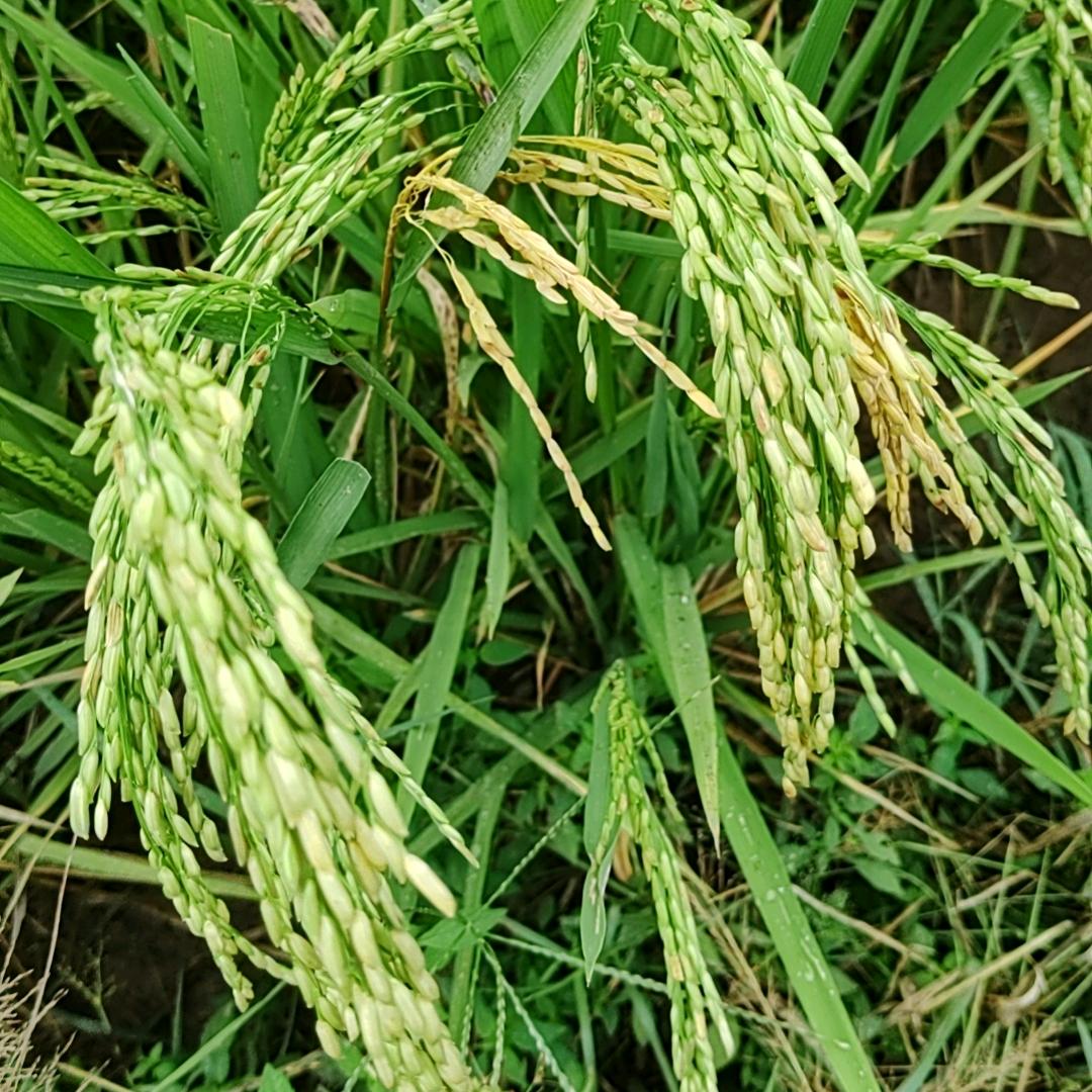 吴糖气泡水喝