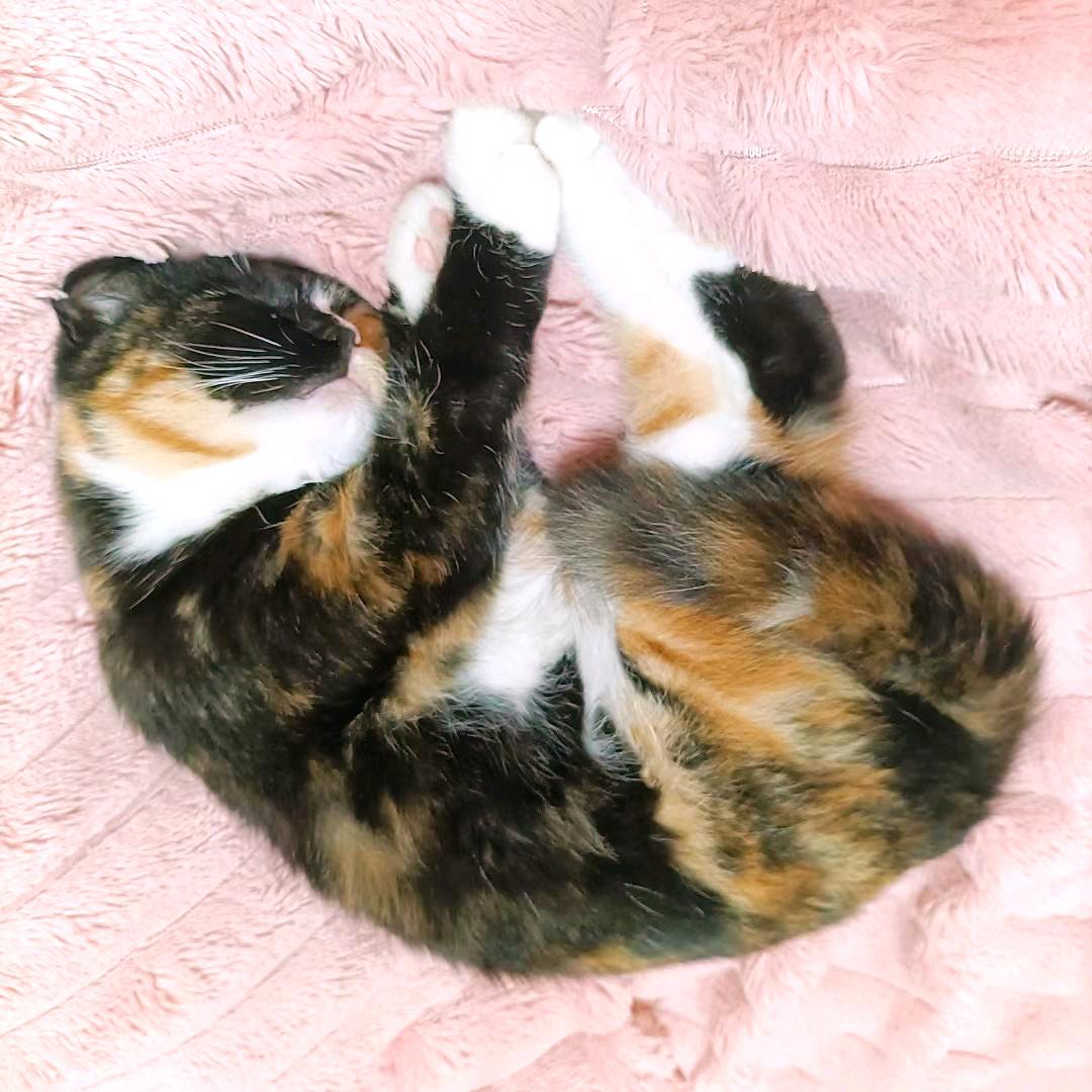 小愛