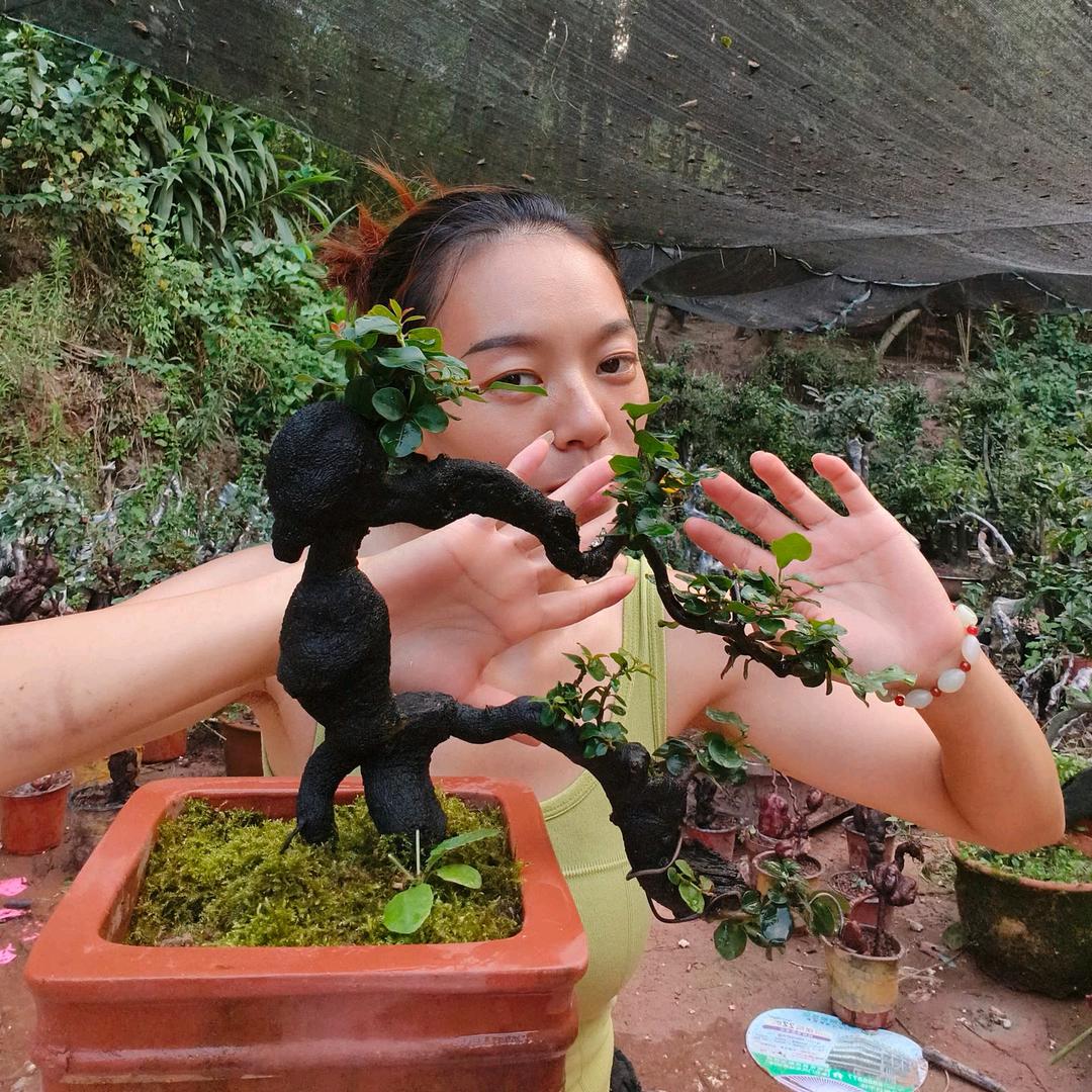 小绵羊金弹子