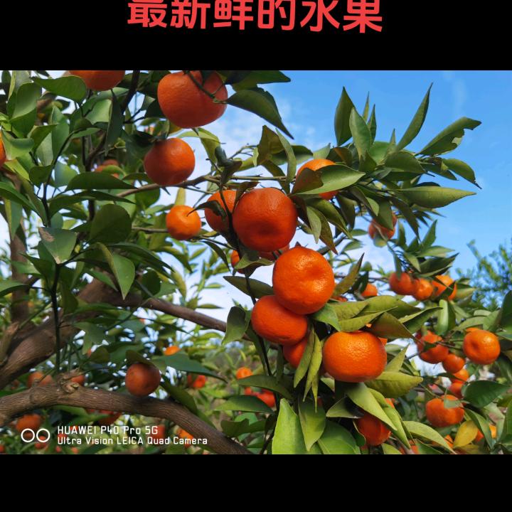 道真甘蔗哥，专做各种水果批发