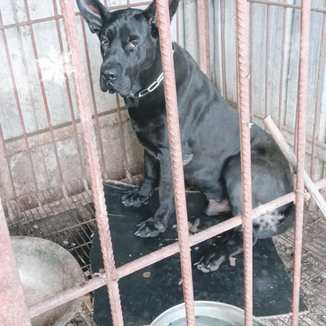 周哥黑狼犬业