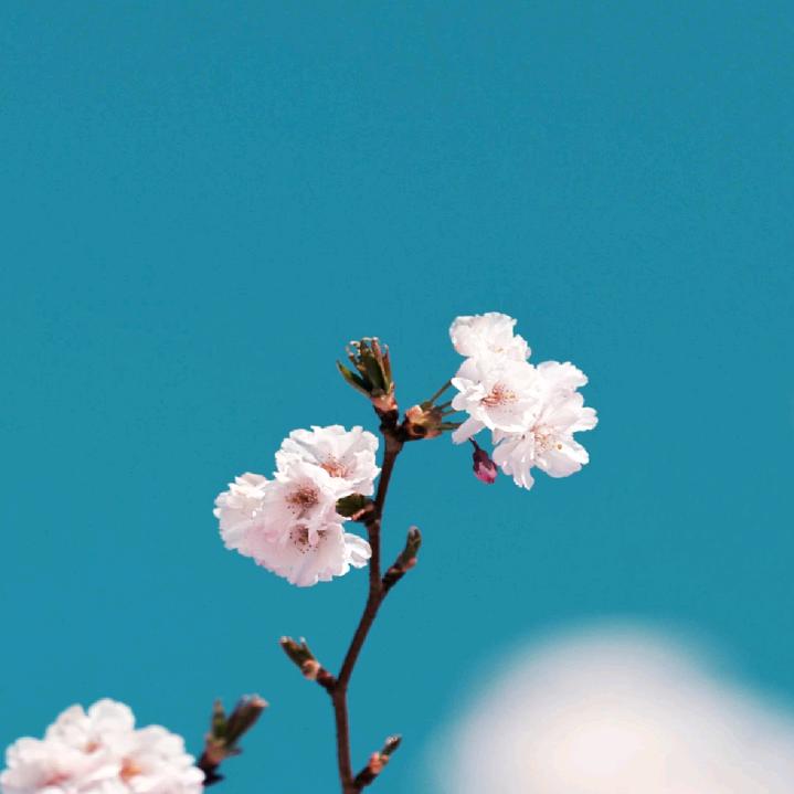 逆风飞翔