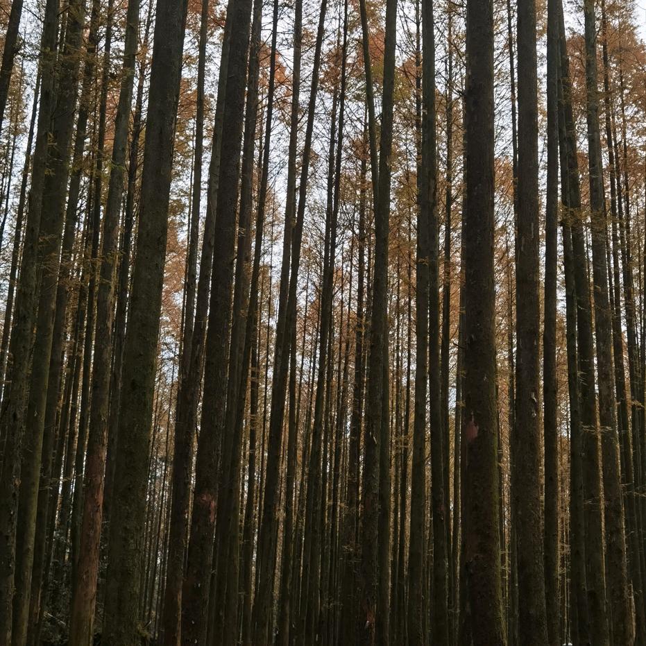 门吉