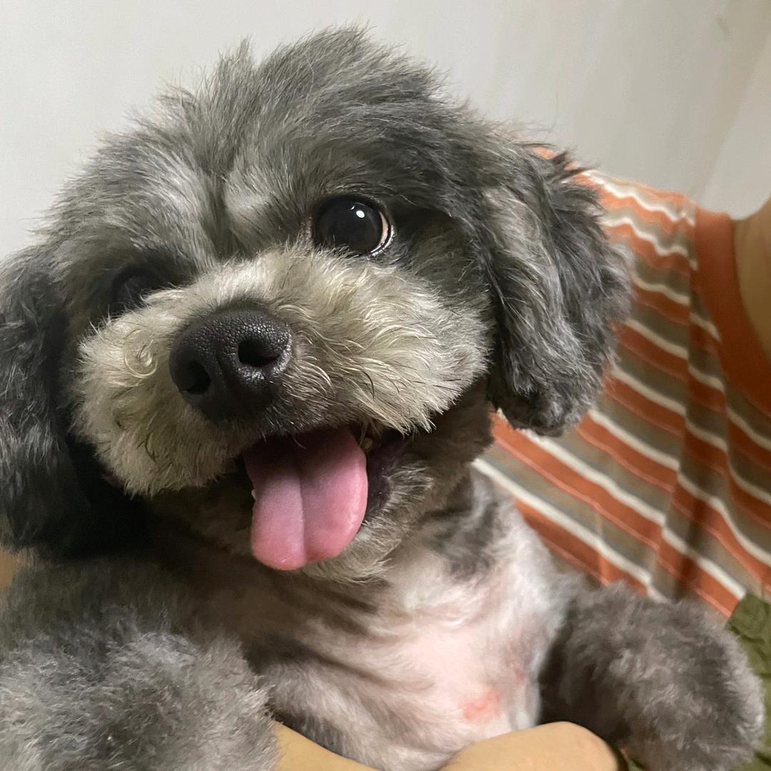 皮皮虾