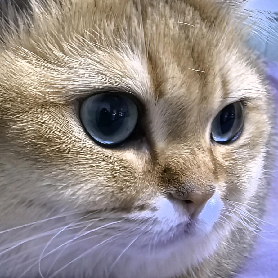 淘淘是只小猫🐱