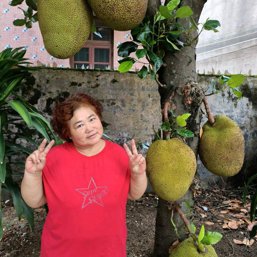 河南胖姐