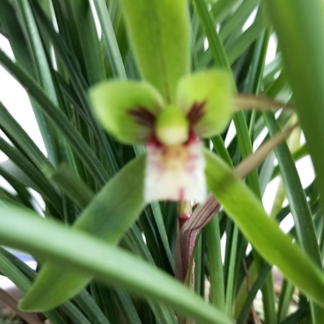 。故乡如诗如画