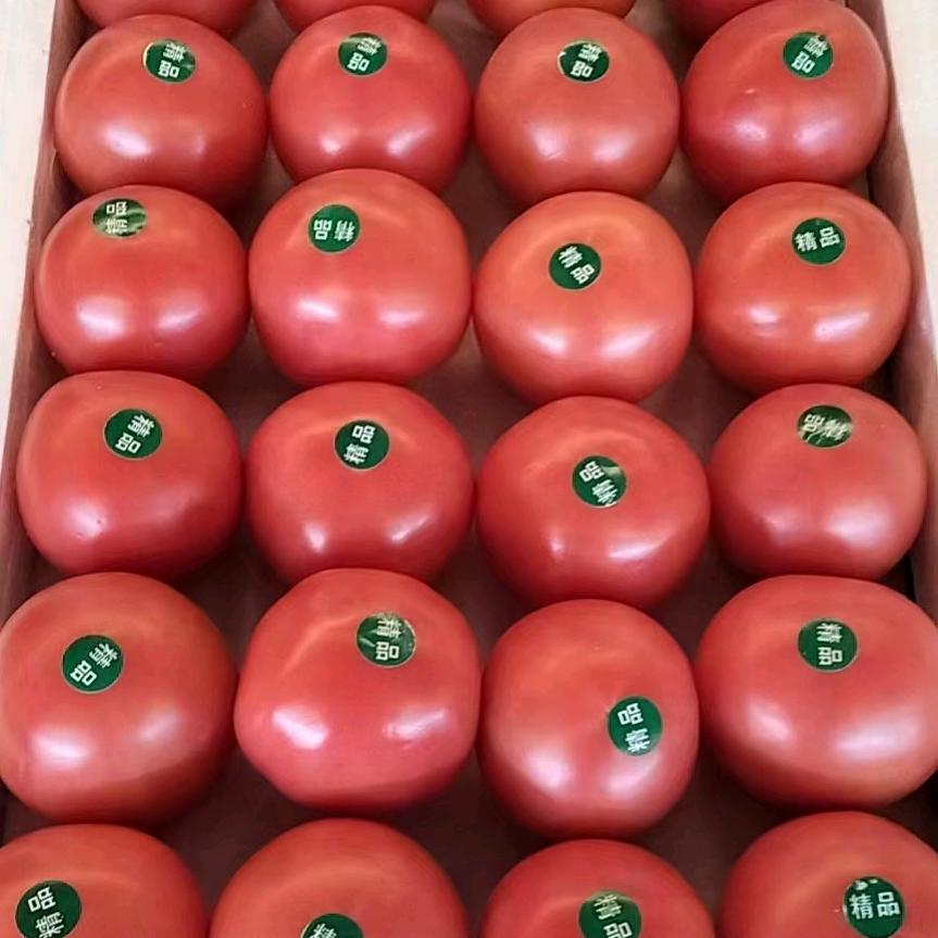 西红柿🍅覃锅【不畏艰难，勇往直前】