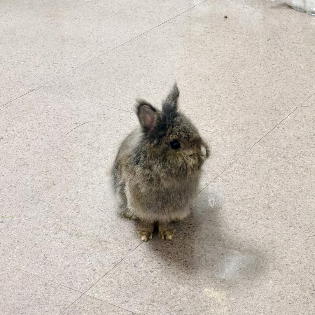 不烧烤了摆烂吧