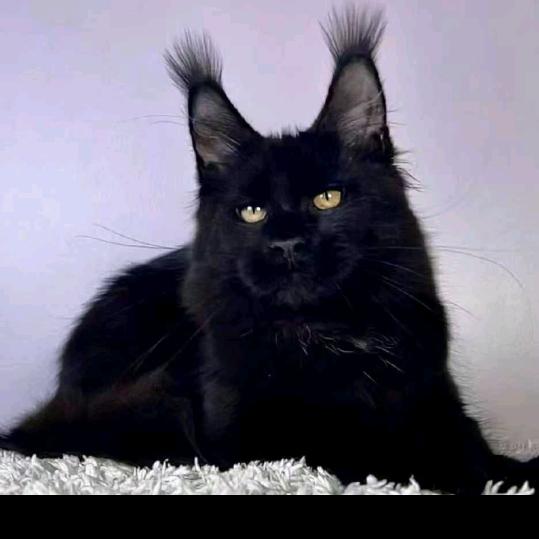 💰吴忧无虑💰