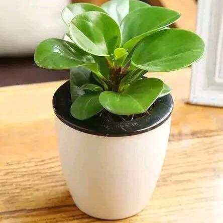 小草