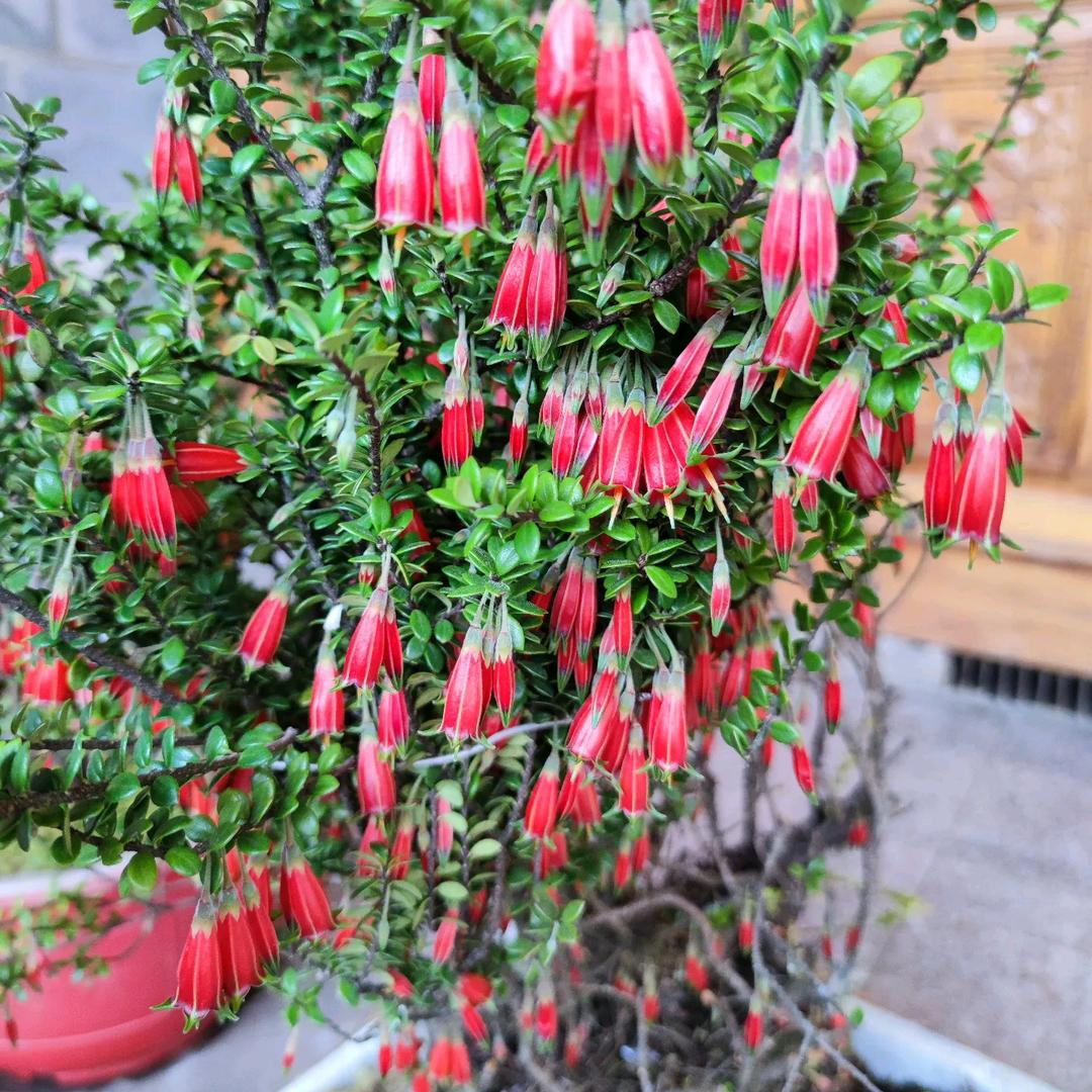 林森花卉