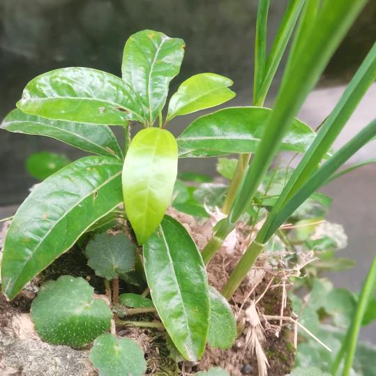 泥工窒内装修贴瓷砖。