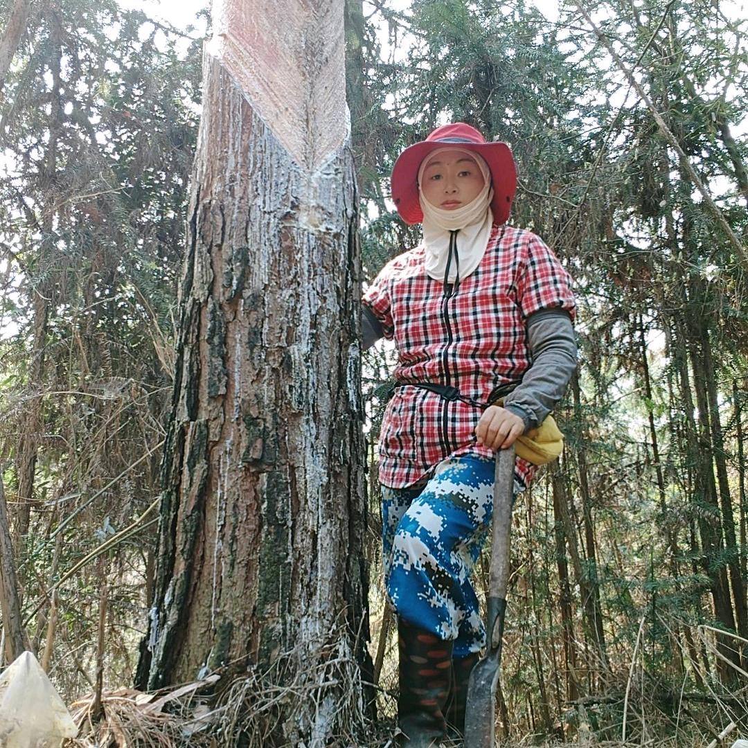@割松油小七🌲🌲