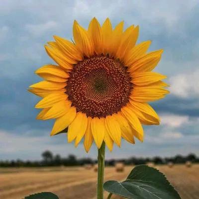 手机用户85234270005