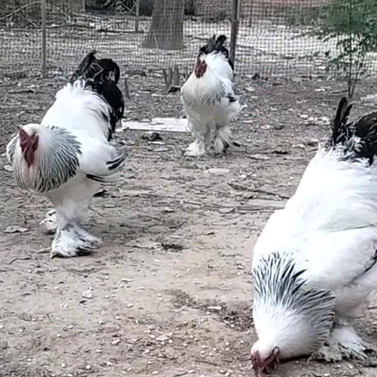 永城卧龙婆罗门珍禽