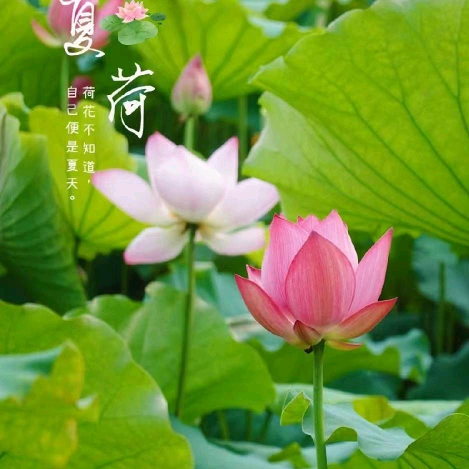 珍惜9111