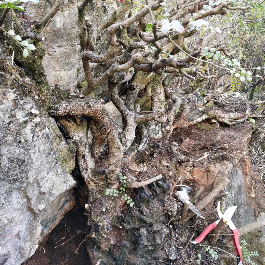 金弹老农(小号)