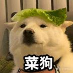 咩咩咩咩咩咩