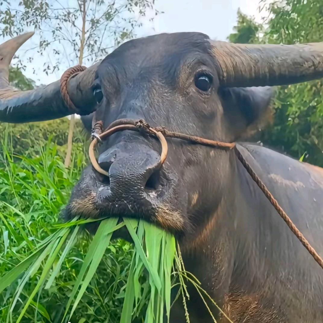 简单君哥🇨🇳