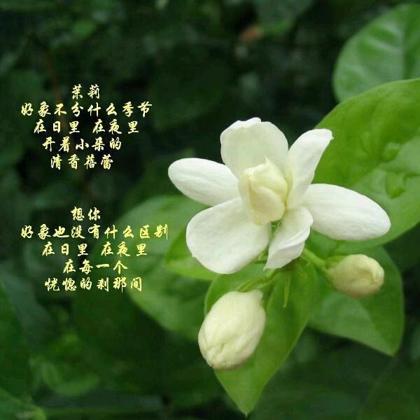 白姐头像