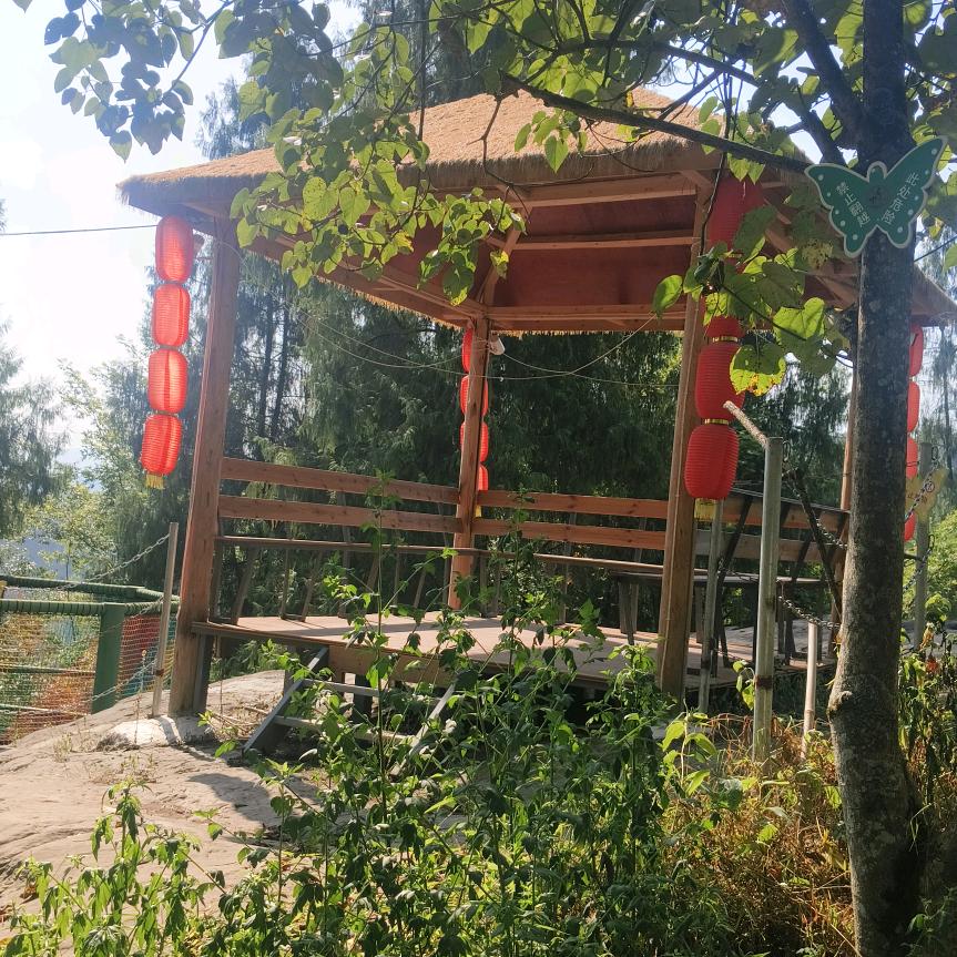 沉默，远离懒猪