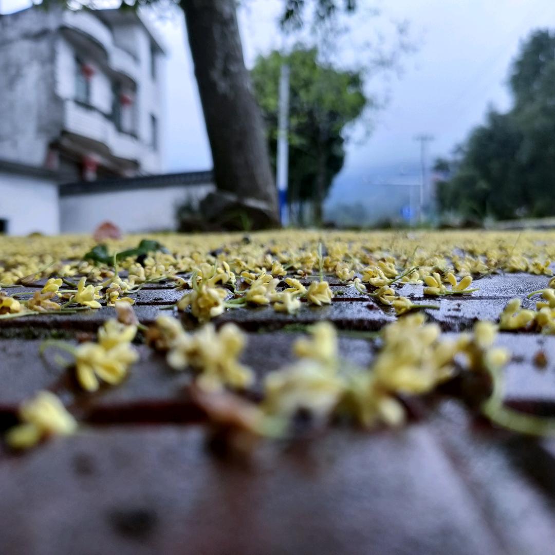 一花一草一世界