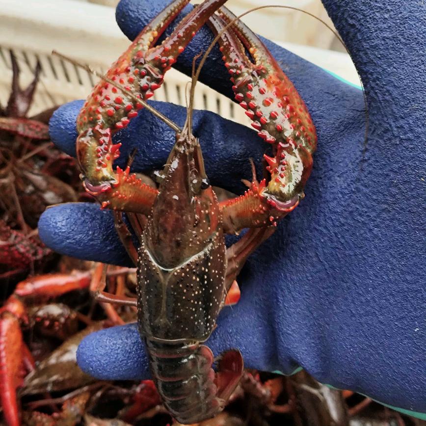 大泰州宝哥虾老板✔宝哥精品水产批发