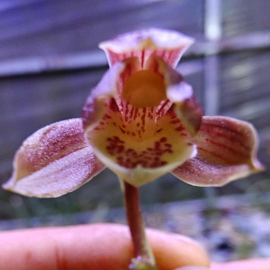 小屠兰花