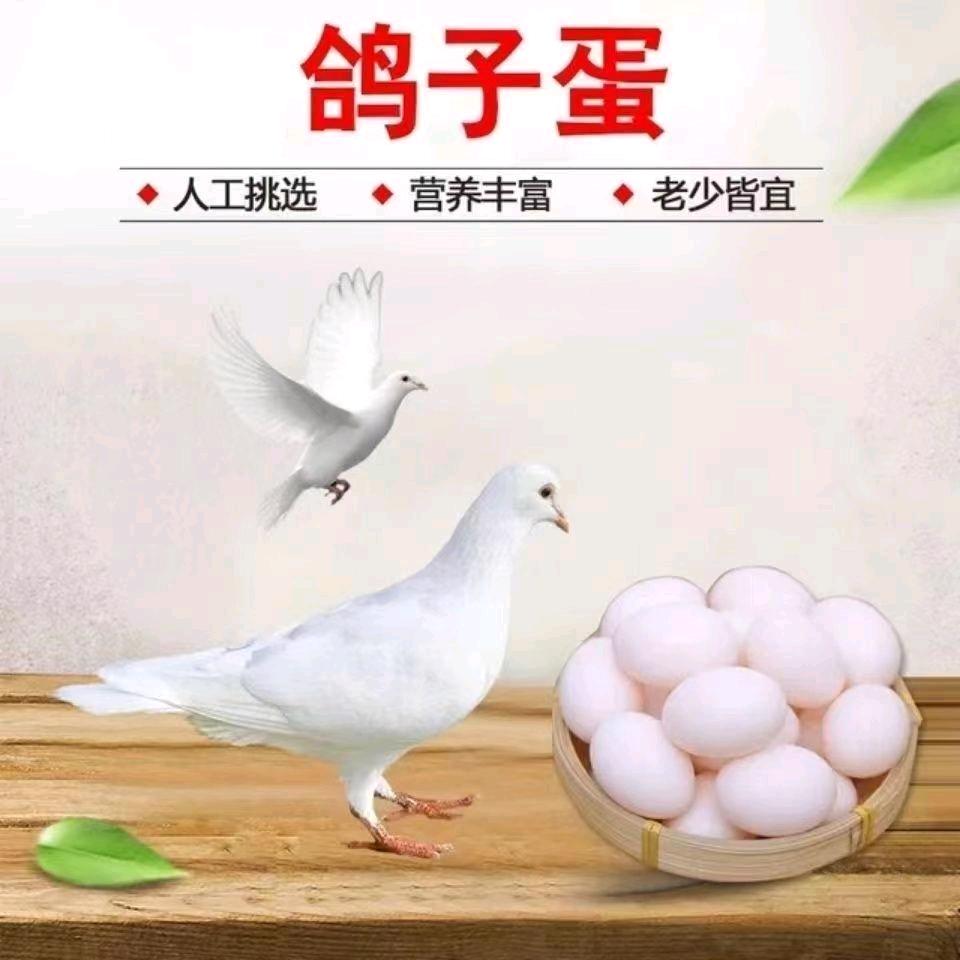 蛋蛋十蛋蛋